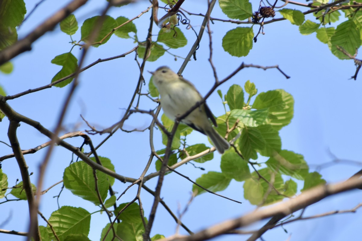 Warbling Vireo - Liam Gilroy