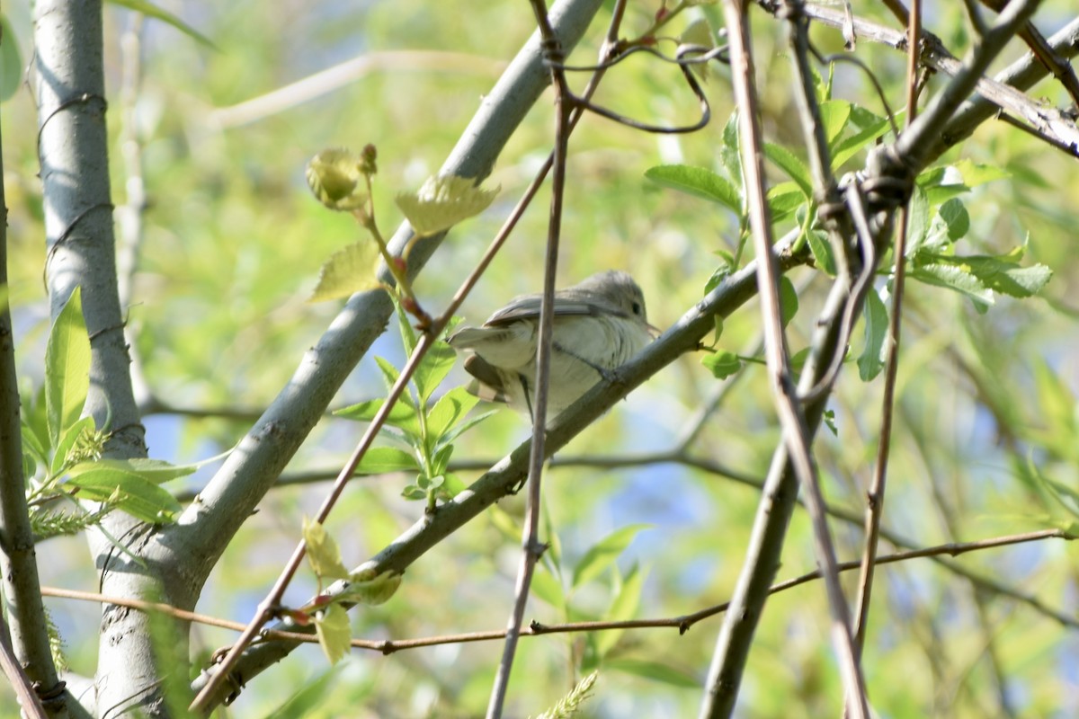 Warbling Vireo - Liam Gilroy