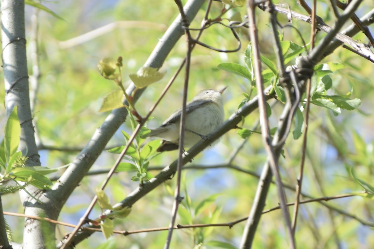 Warbling Vireo - Liam Gilroy