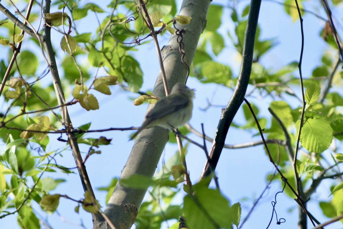 Warbling Vireo - Liam Gilroy