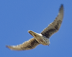 Prairie Falcon - johnny powell