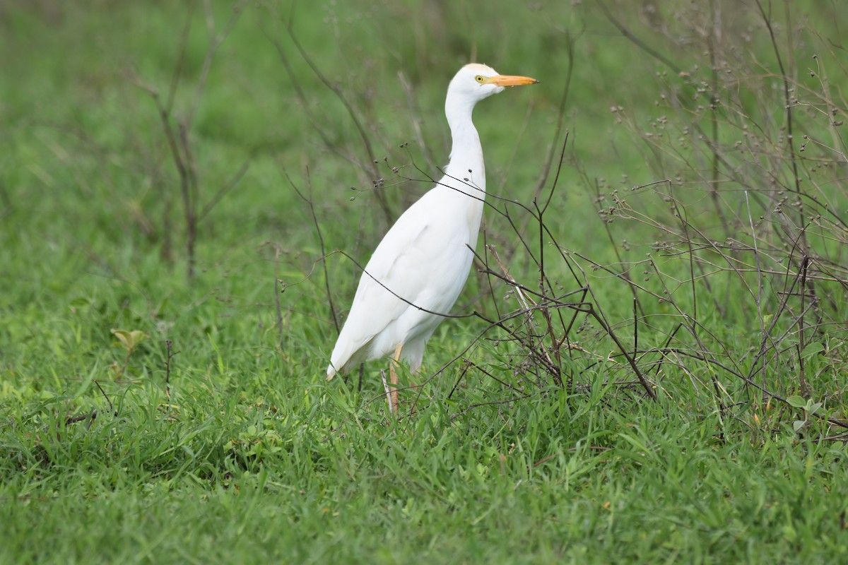 Western Cattle Egret - Chris Kieu