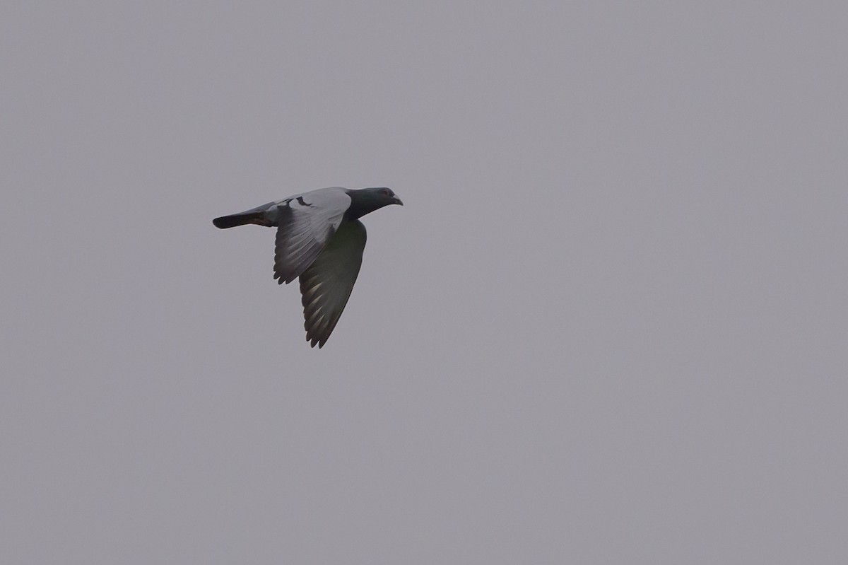 Rock Pigeon (Feral Pigeon) - Stephen Davies