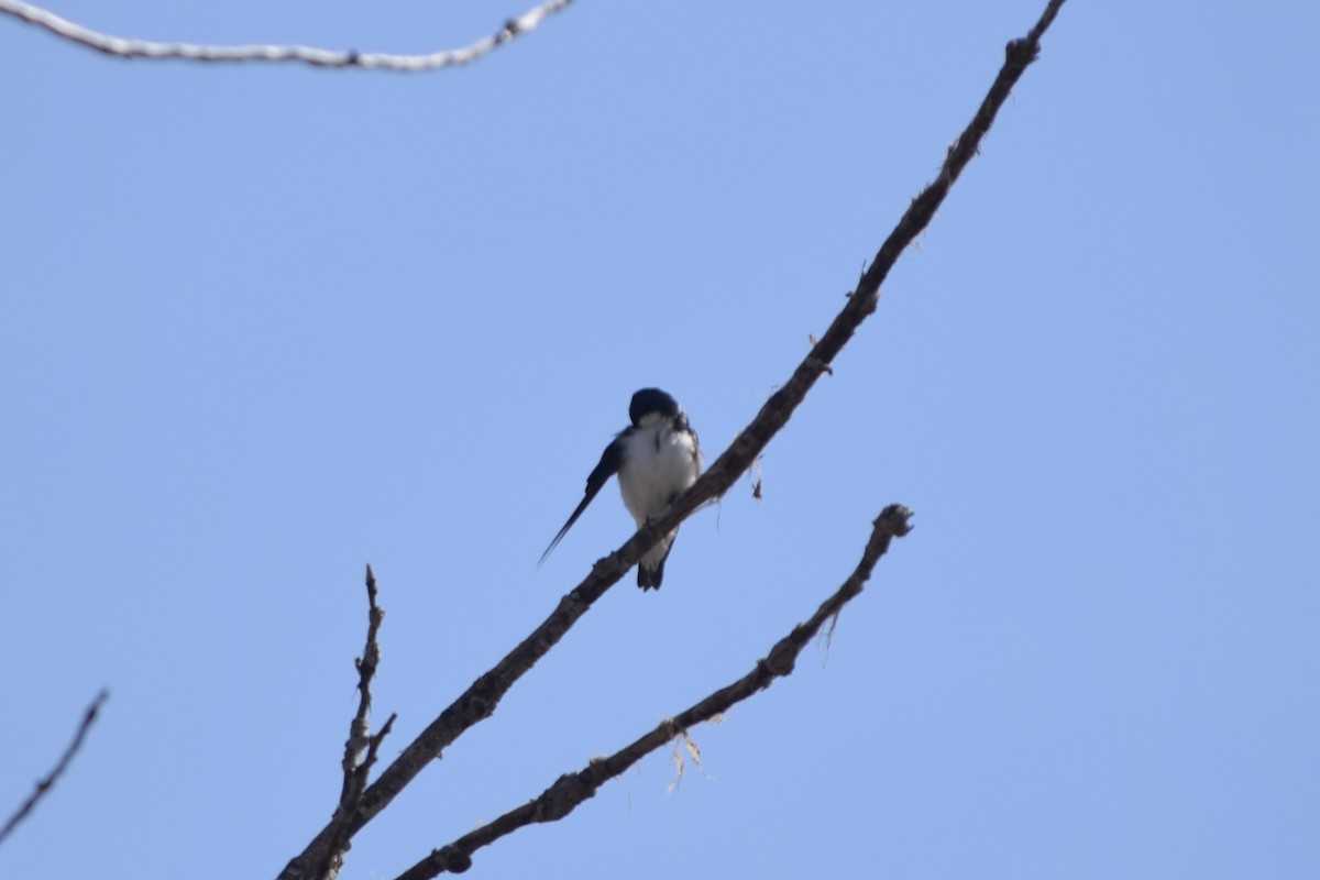 Tree Swallow - Liam Gilroy