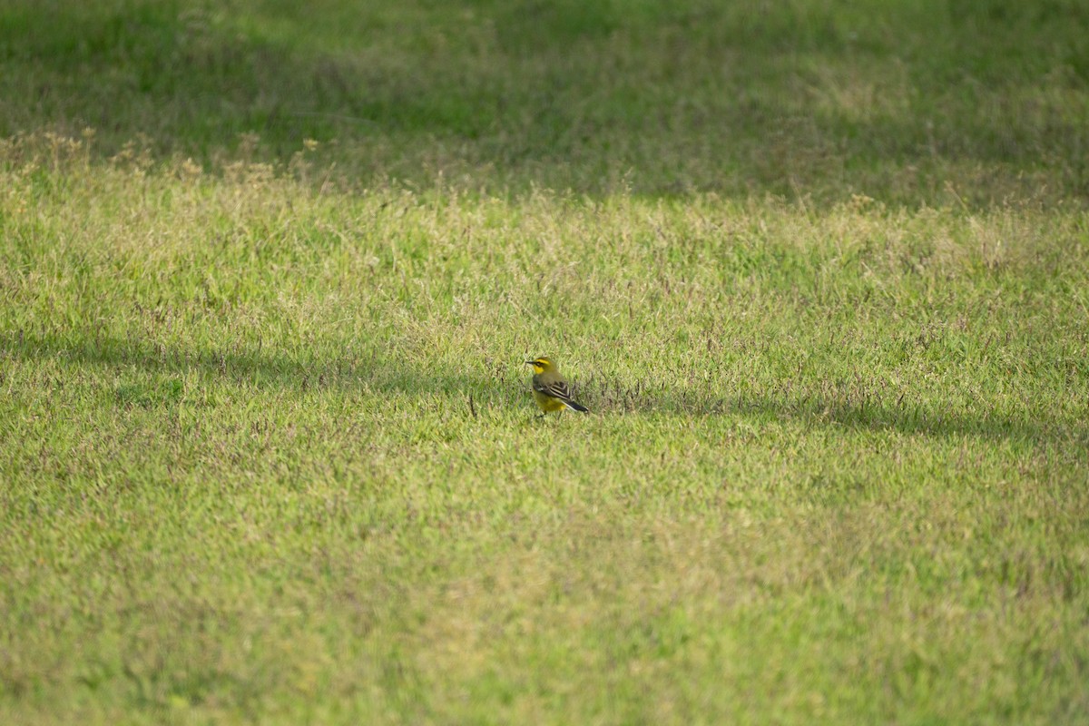 Eastern Yellow Wagtail (Green-headed) - ML619394952