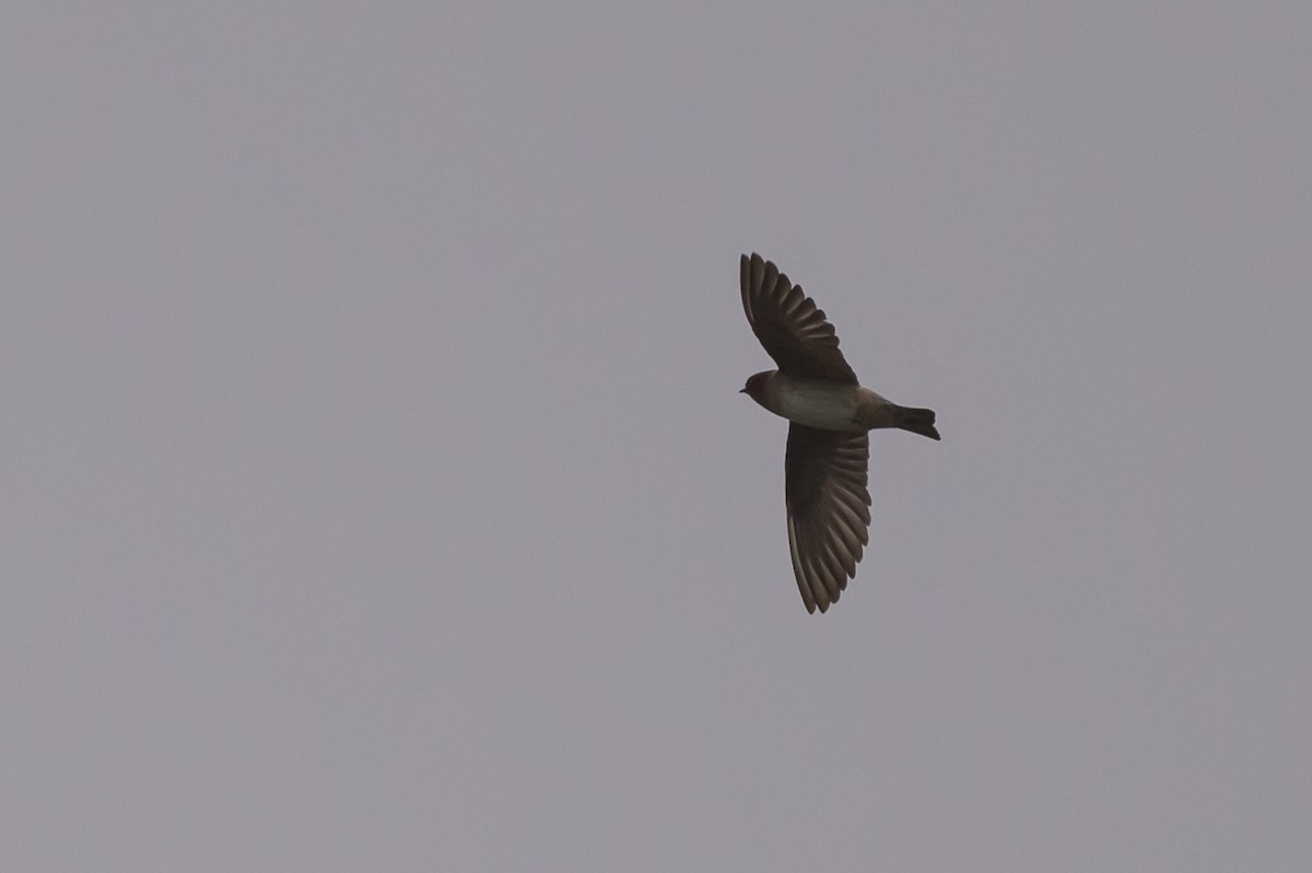 Cliff Swallow - Stephen Davies