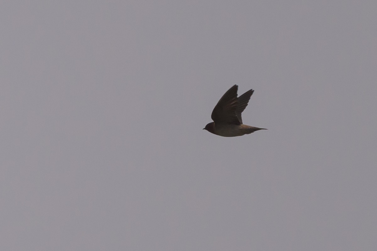 Cliff Swallow - Stephen Davies