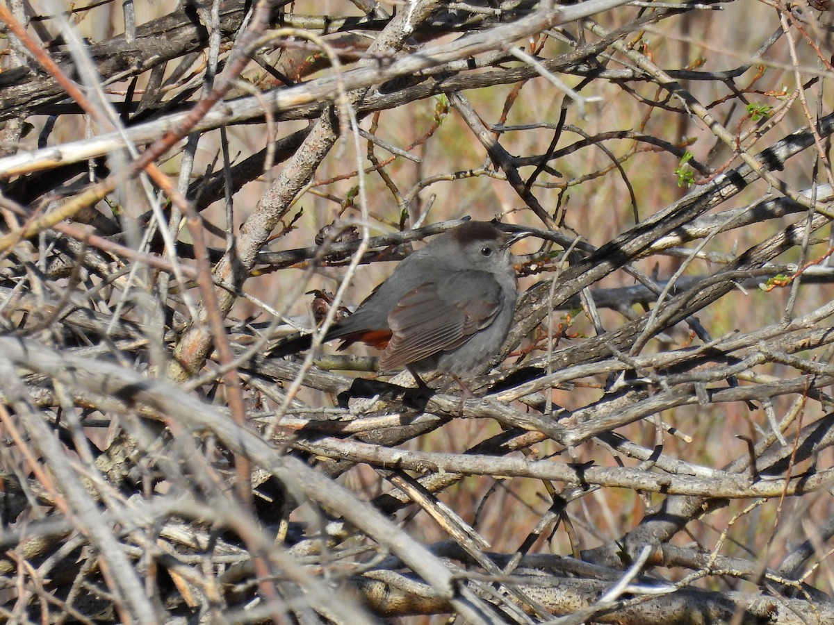 Gray Catbird - Spencer Hurt