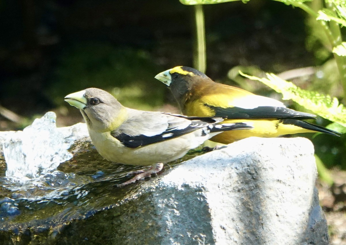 Evening Grosbeak - Stephanie Neis