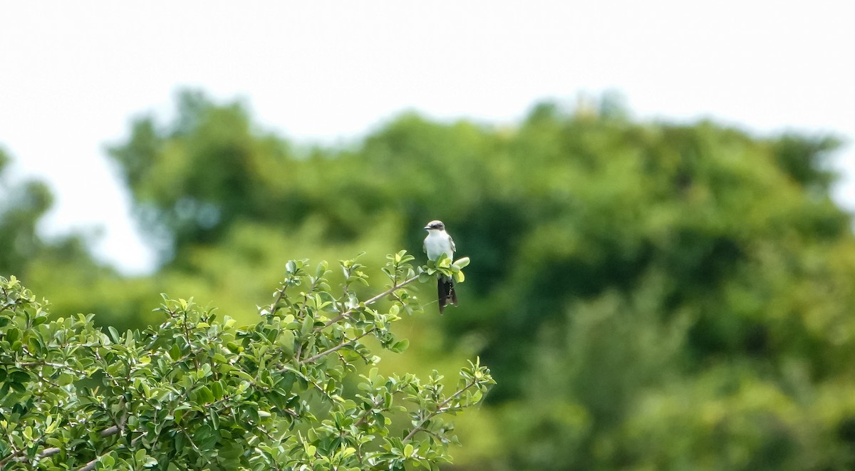 Fork-tailed Flycatcher - Laura Voight