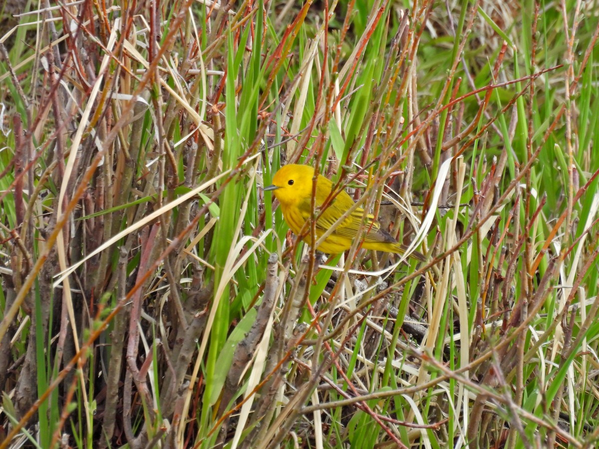 Yellow Warbler - Spencer Hurt