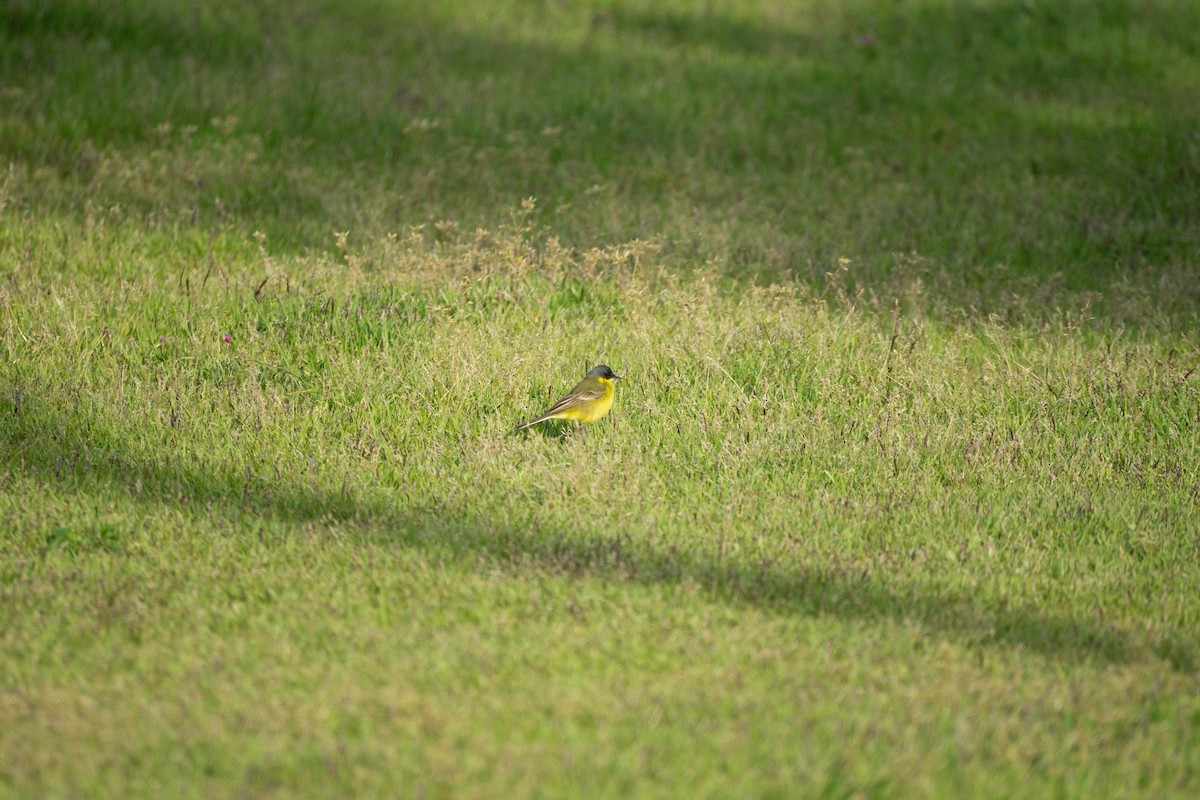 Eastern Yellow Wagtail (Manchurian) - ML619394983