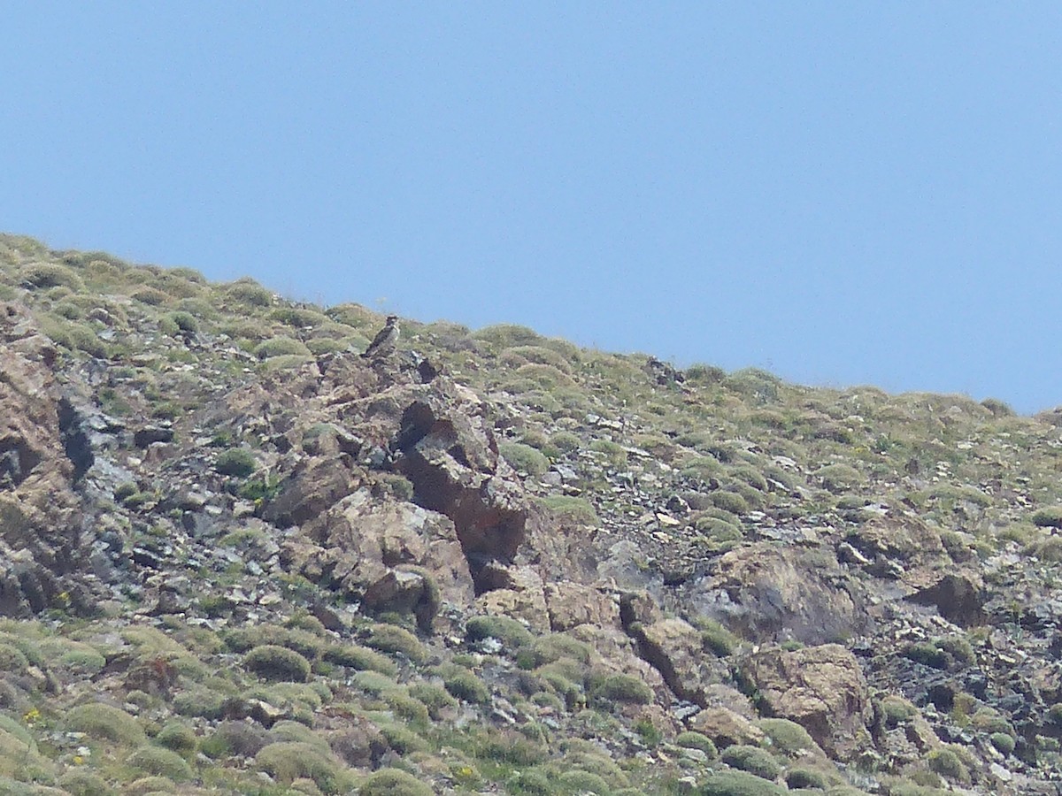 Bonelli's Eagle - Jorge López Álvarez