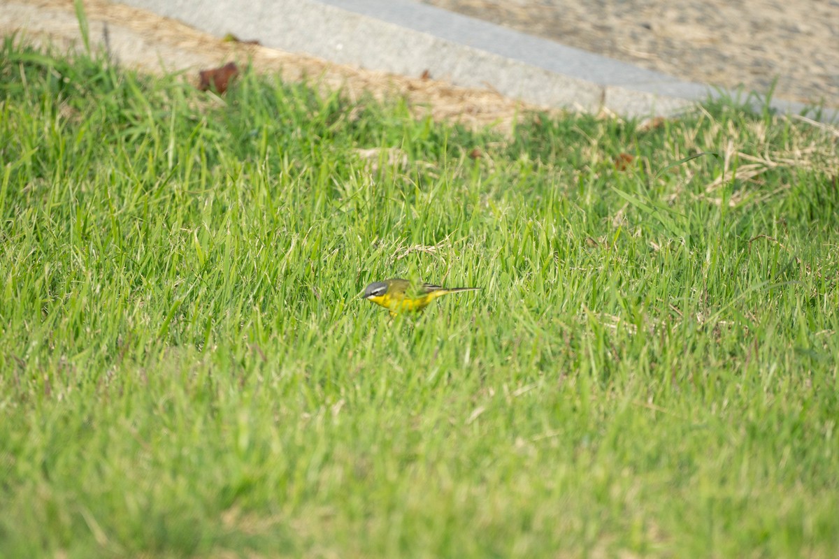 Eastern Yellow Wagtail (Eastern) - ML619394994