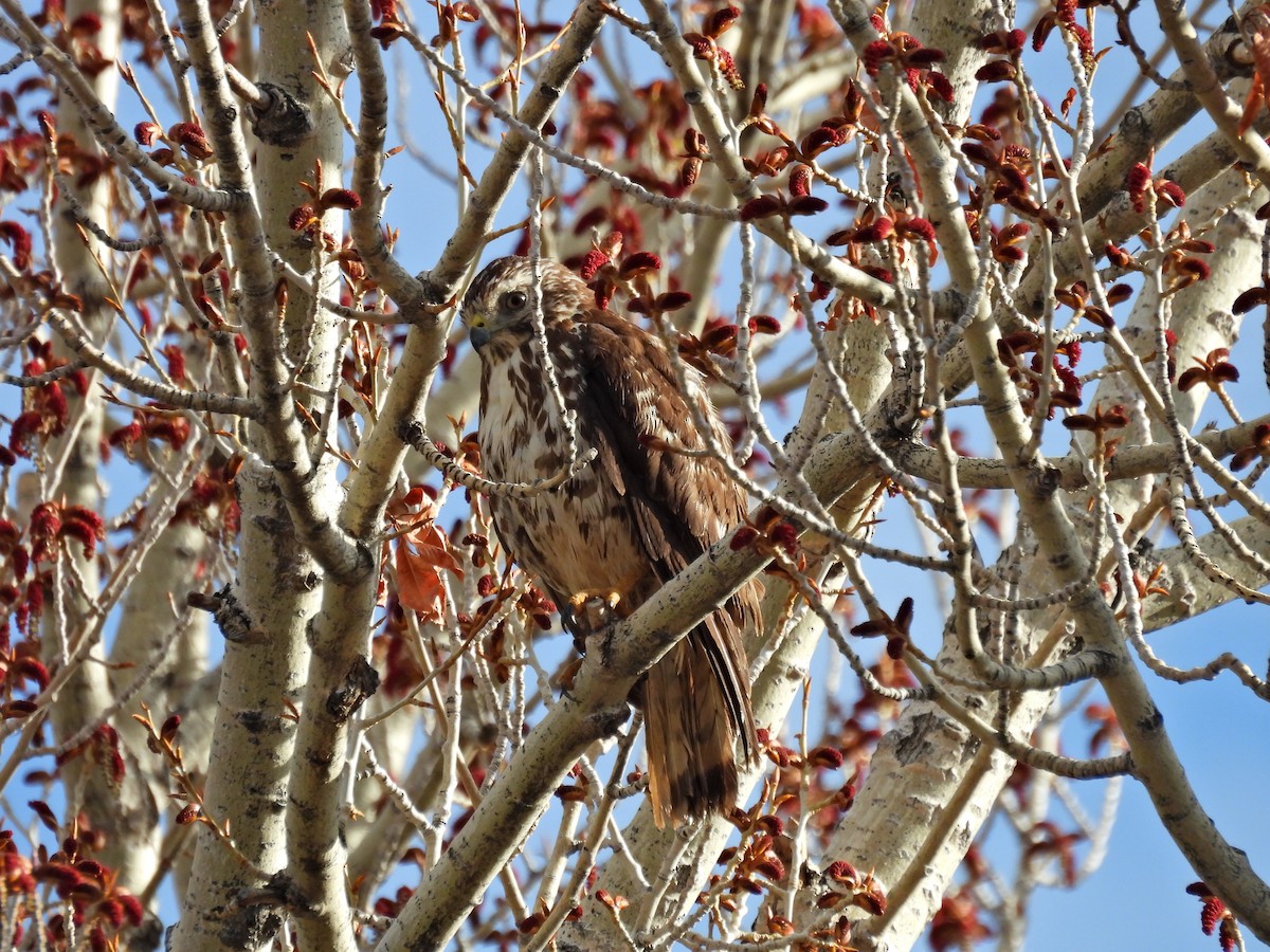 Broad-winged Hawk - ML619395017