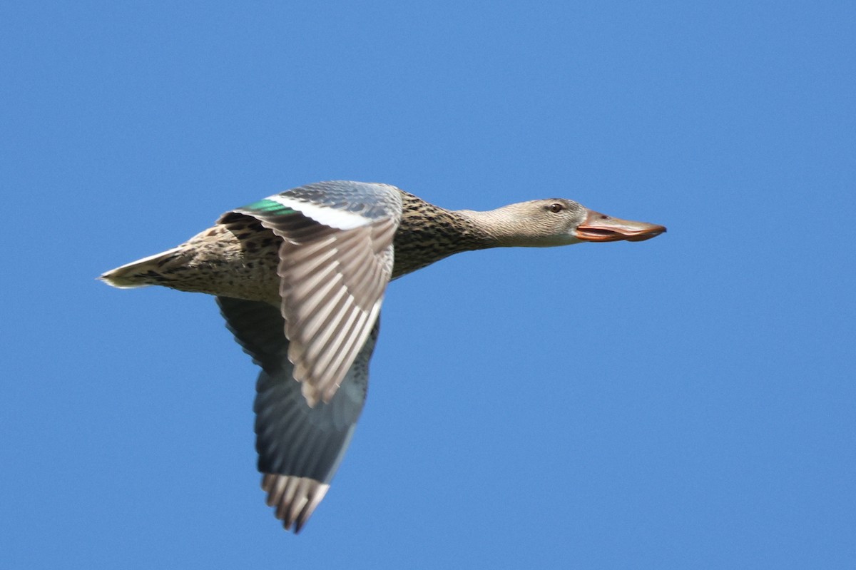 Northern Shoveler - Łukasz Krajewski