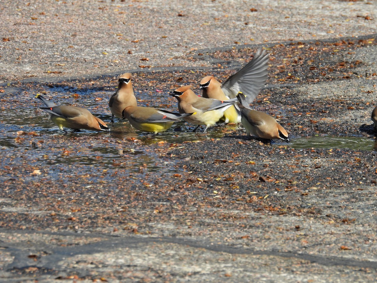 Cedar Waxwing - Spencer Hurt