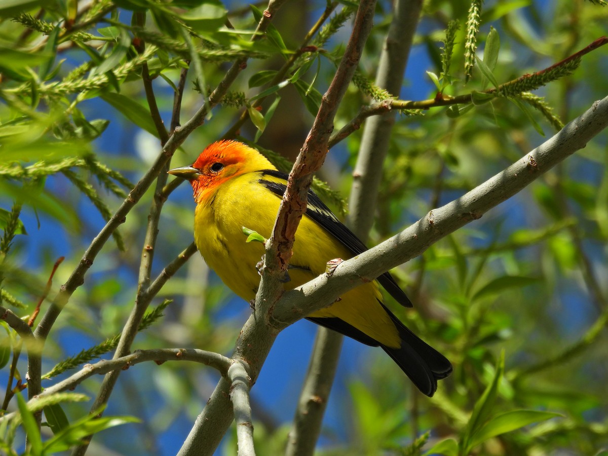 Western Tanager - Spencer Hurt