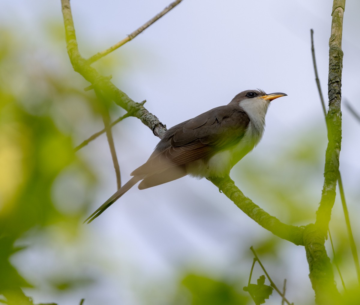 Yellow-billed Cuckoo - ML619395053