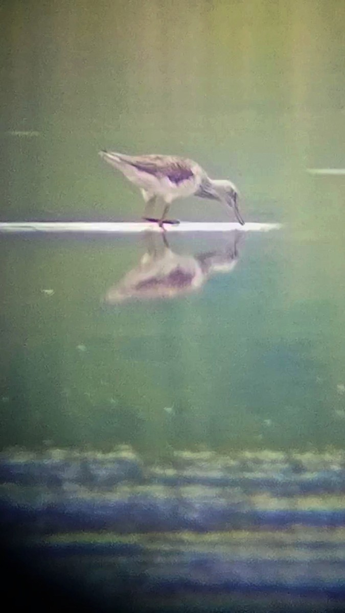 Common Greenshank - Laurent Pascual-Le Tallec