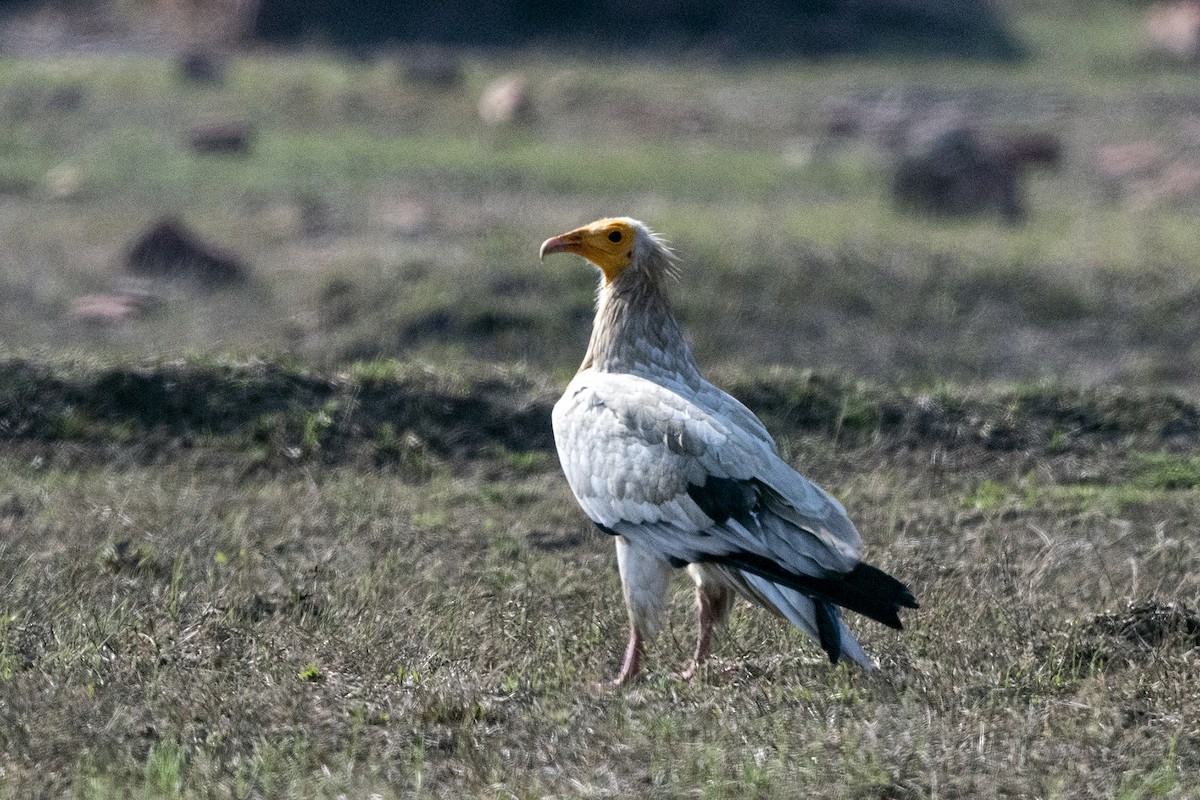 Egyptian Vulture - Wachara  Sanguansombat