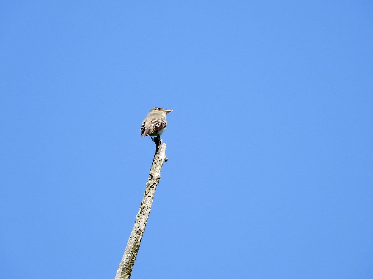 Eastern Wood-Pewee - Tracy Mosebey