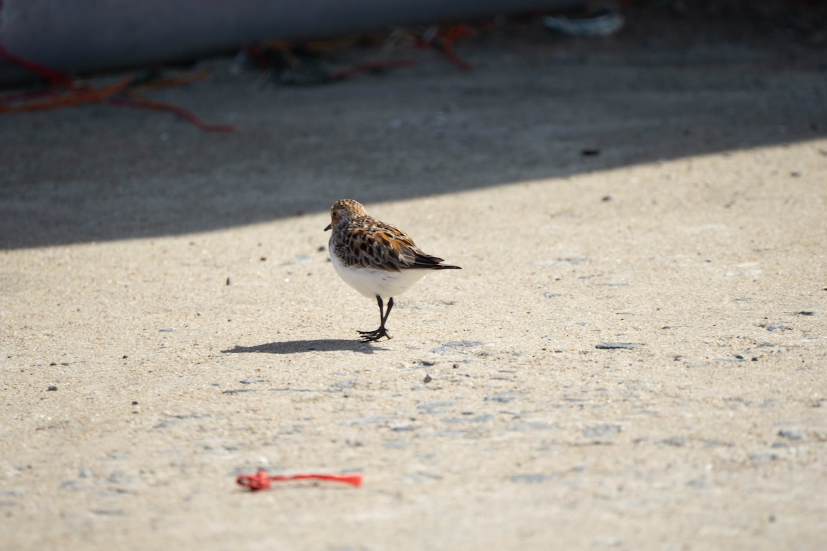 Red-necked Stint - Minjun Kim