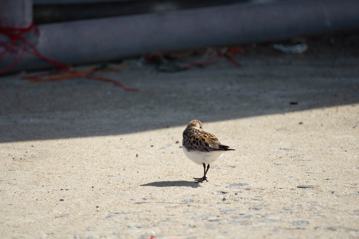 Red-necked Stint - Minjun Kim