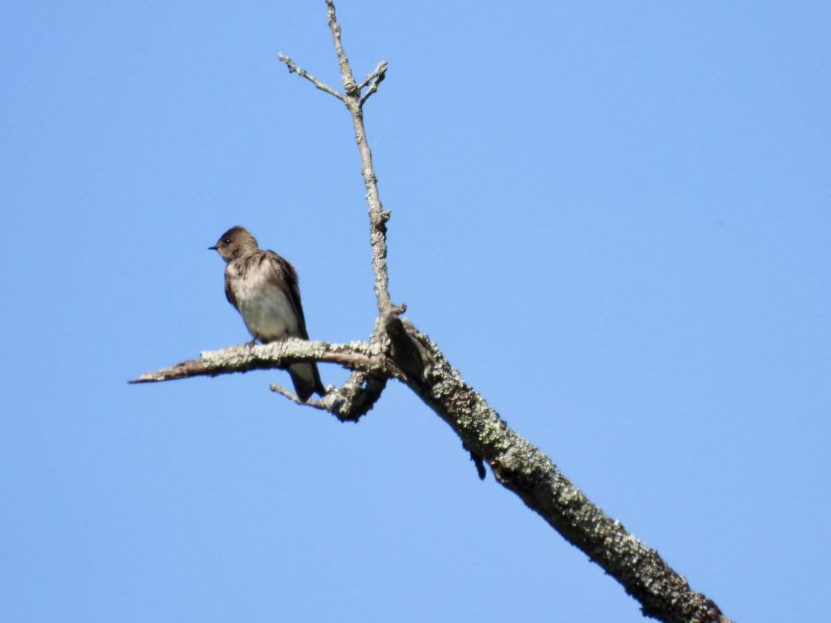 Northern Rough-winged Swallow - Tracy Mosebey