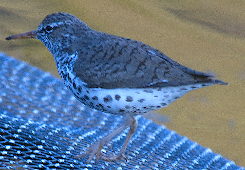 Spotted Sandpiper - johnny powell