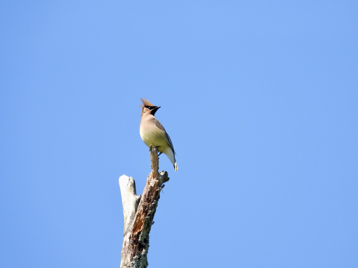 Cedar Waxwing - Tracy Mosebey