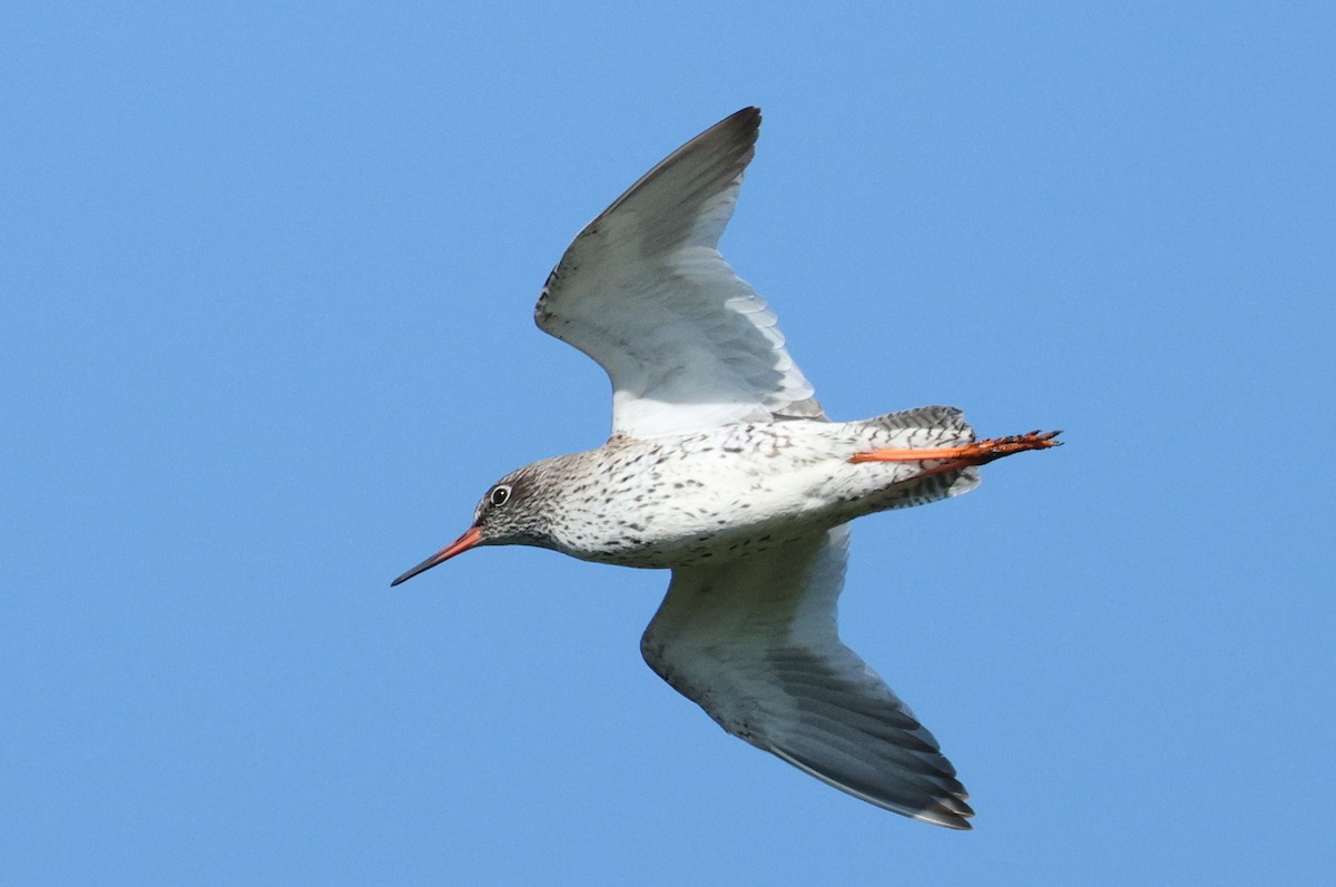 Common Redshank - ML619395098