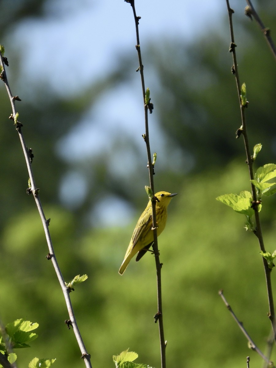 Yellow Warbler - Tracy Mosebey