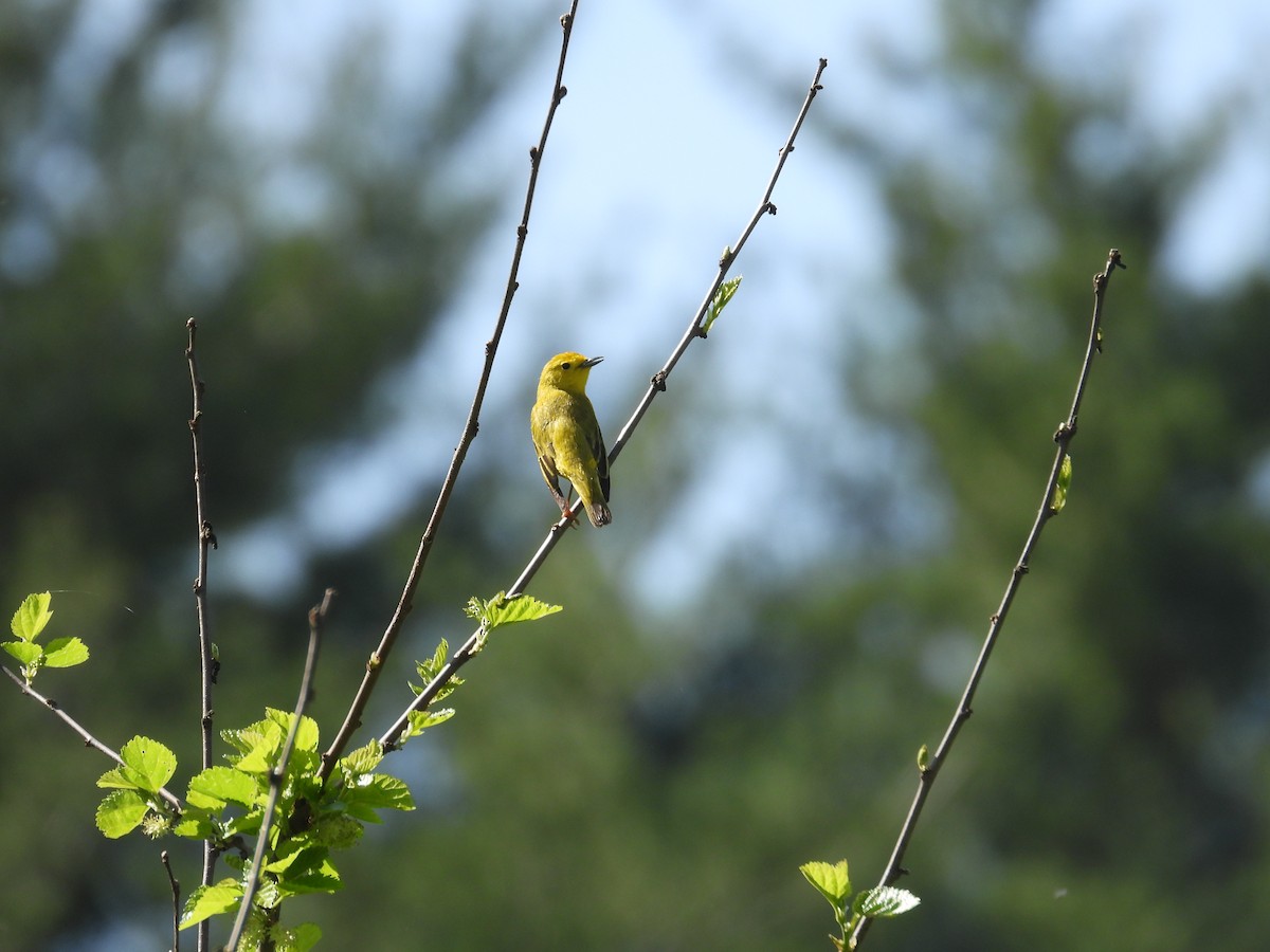 Yellow Warbler - Tracy Mosebey