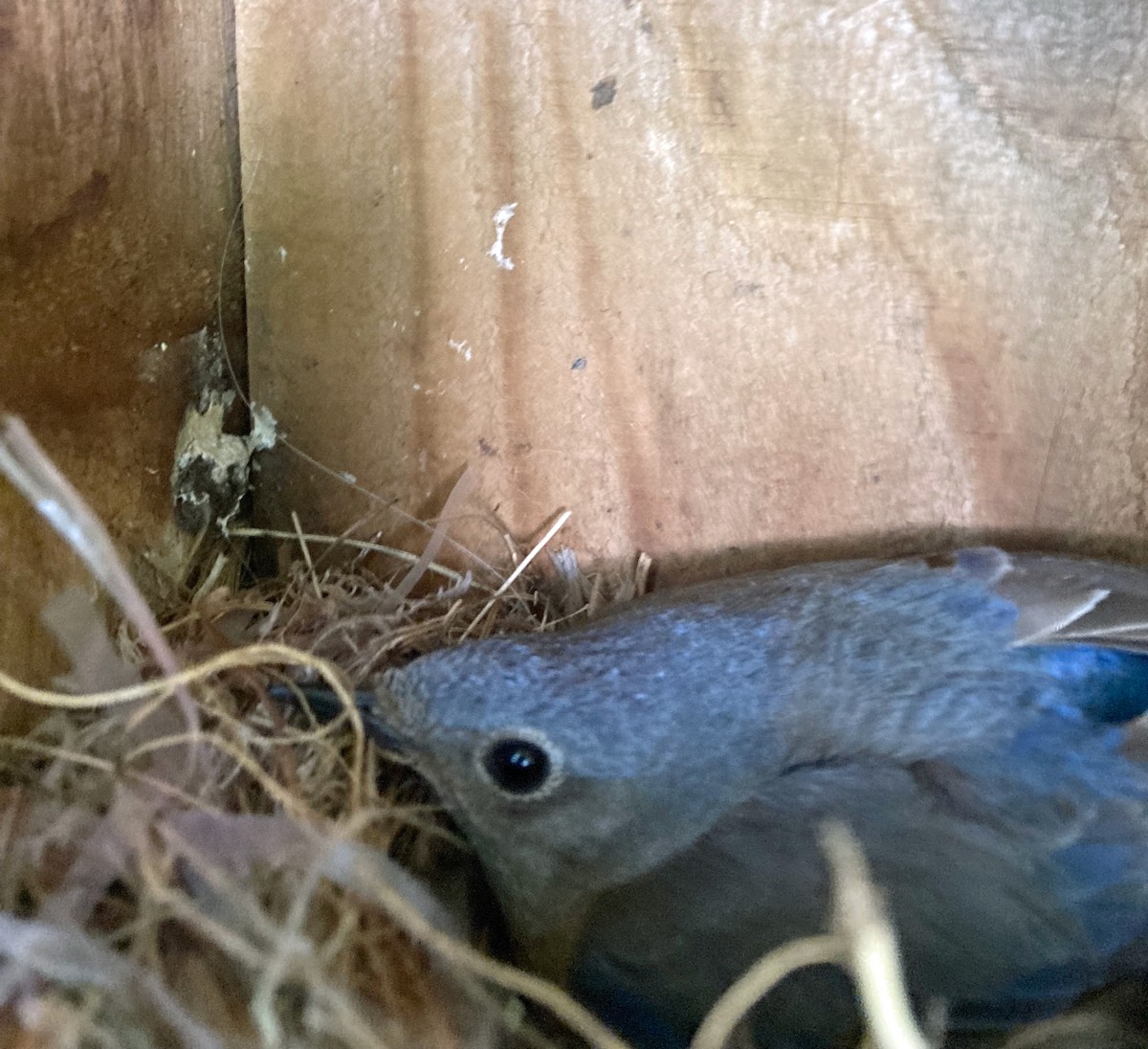 Western Bluebird - Jim Scott