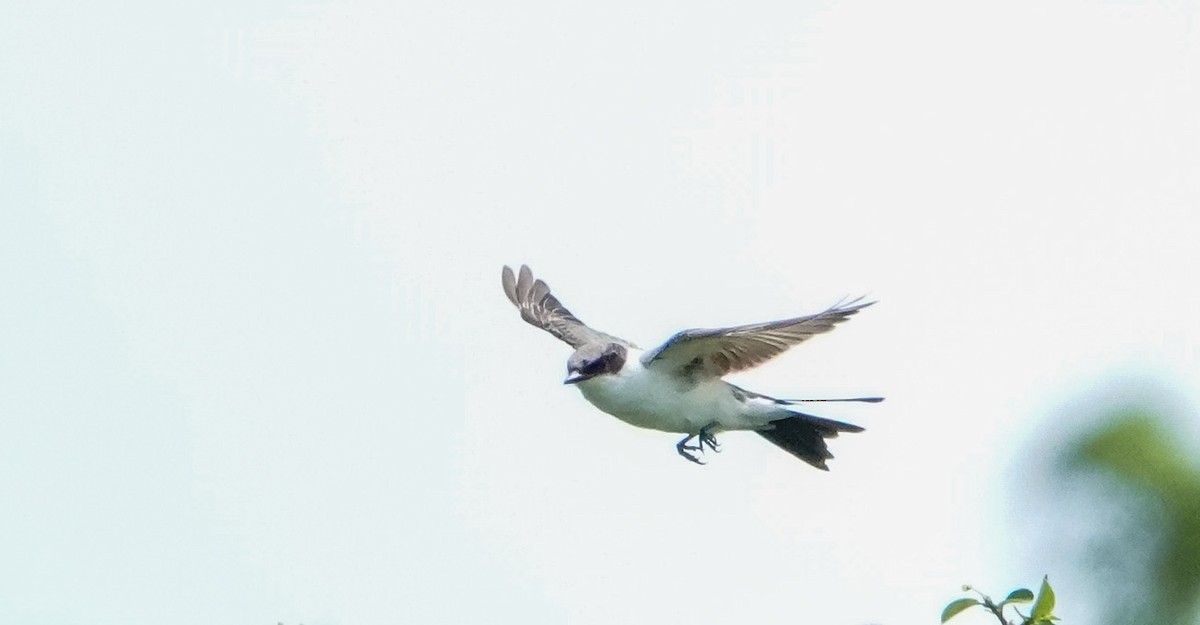 Fork-tailed Flycatcher - Laura Voight