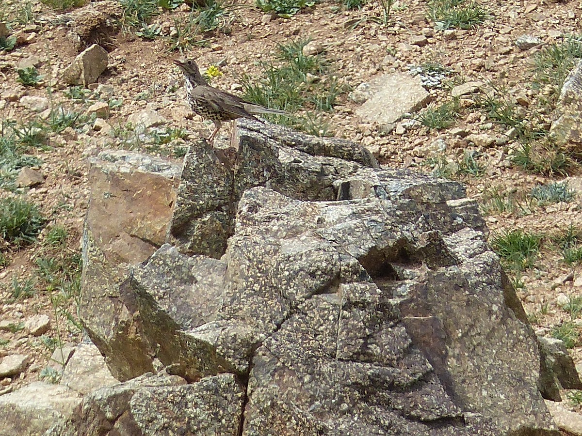 Mistle Thrush - Jorge López Álvarez