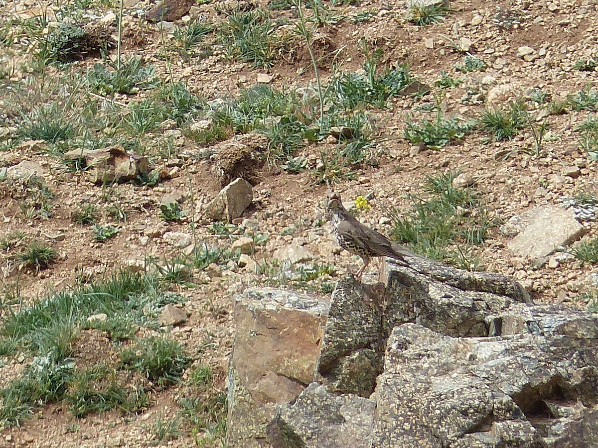 Mistle Thrush - Jorge López Álvarez