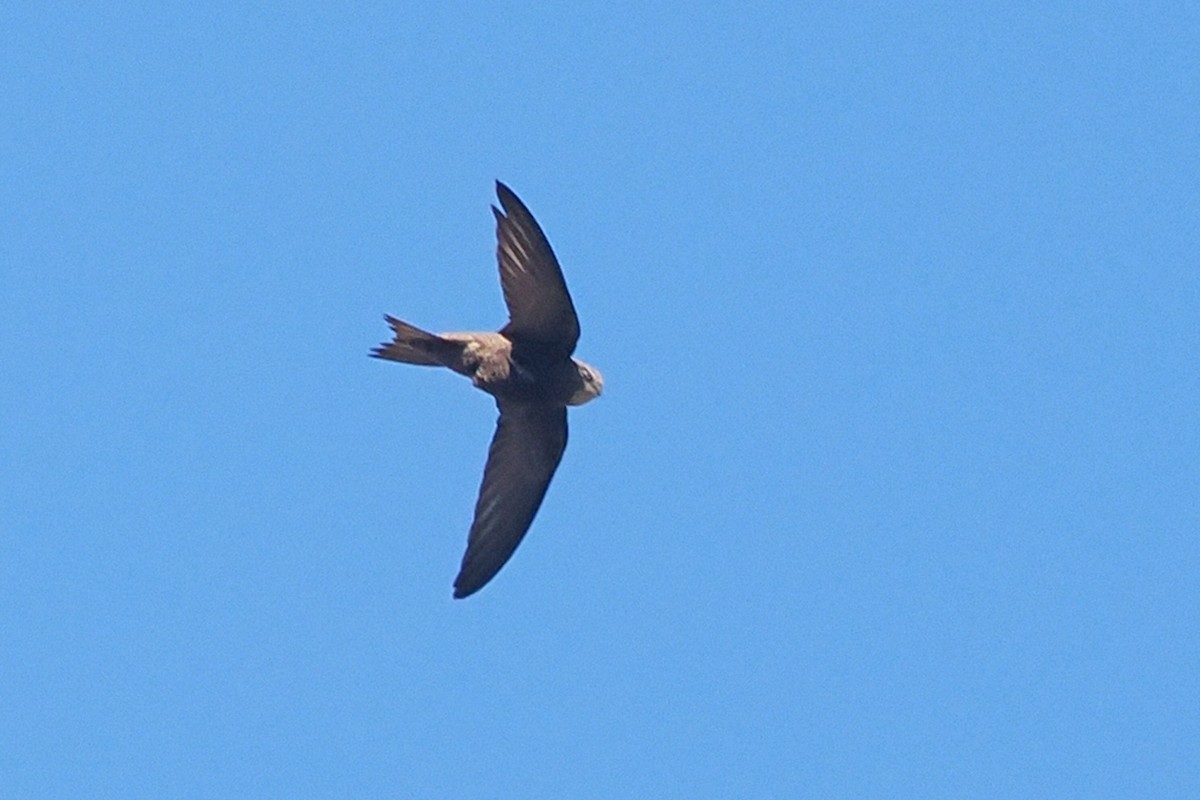 Pallid Swift - Donna Pomeroy