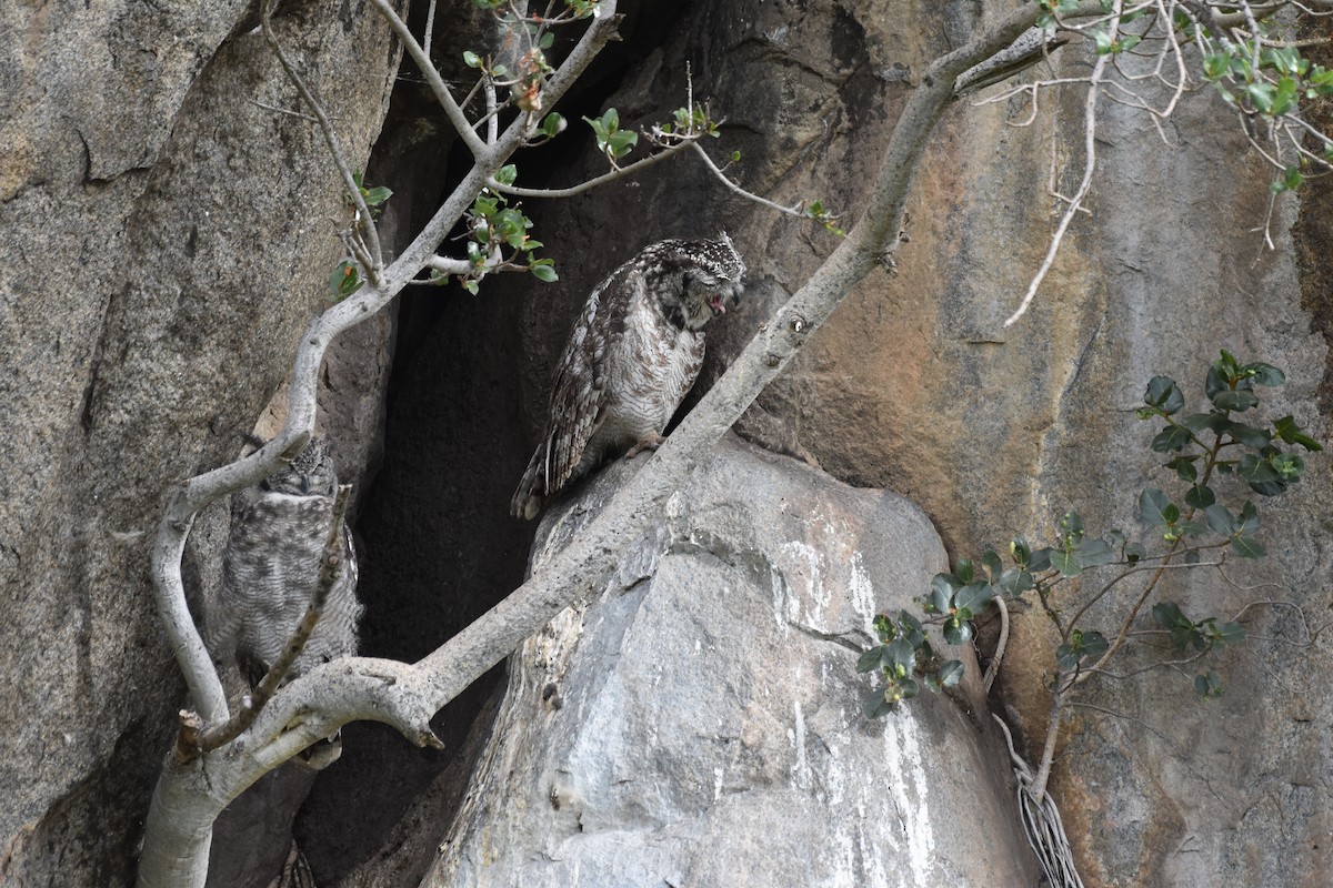 Spotted Eagle-Owl - Chris Kieu