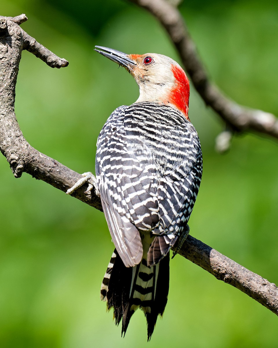 Red-bellied Woodpecker - Craig Becker