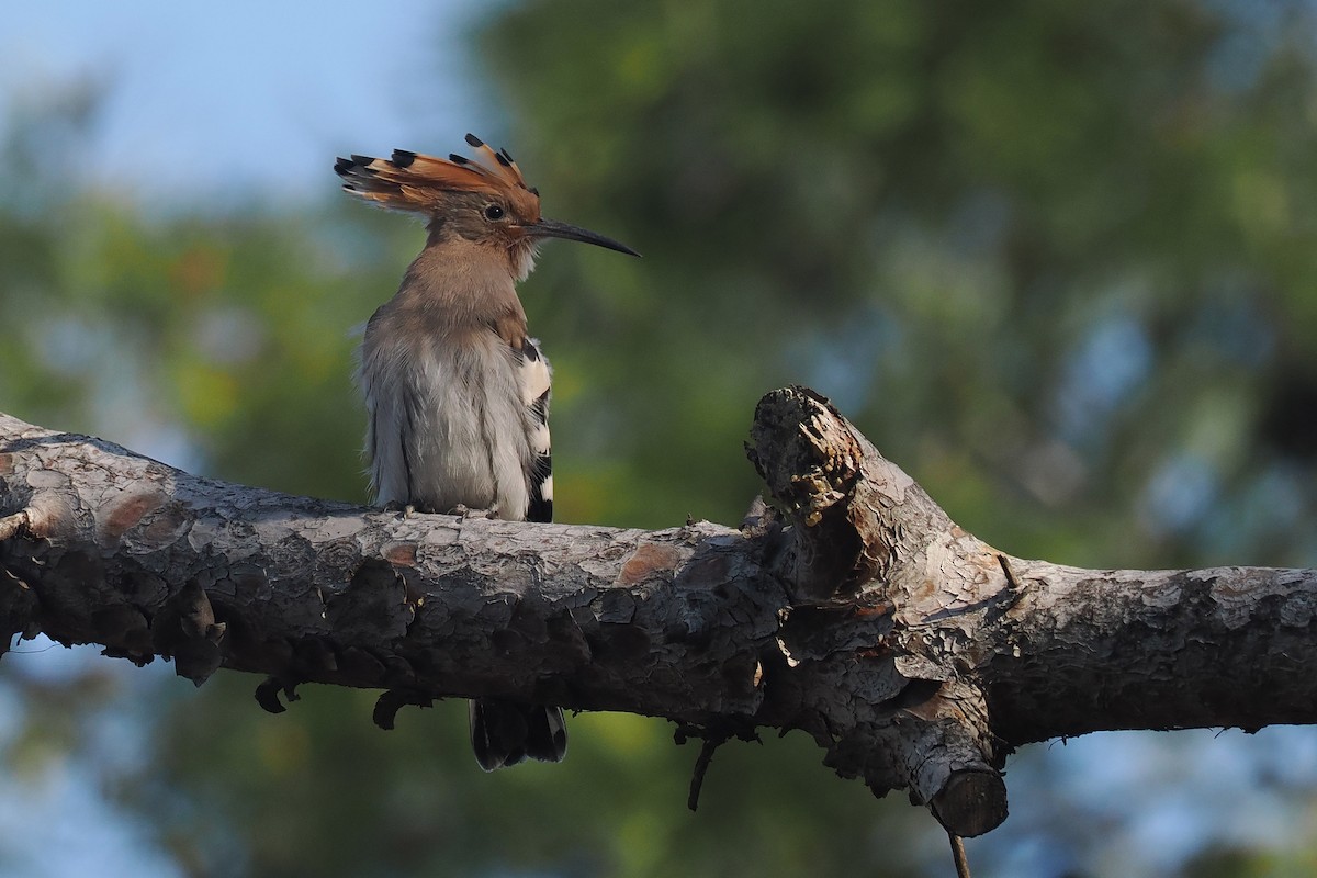 Eurasian Hoopoe - Donna Pomeroy