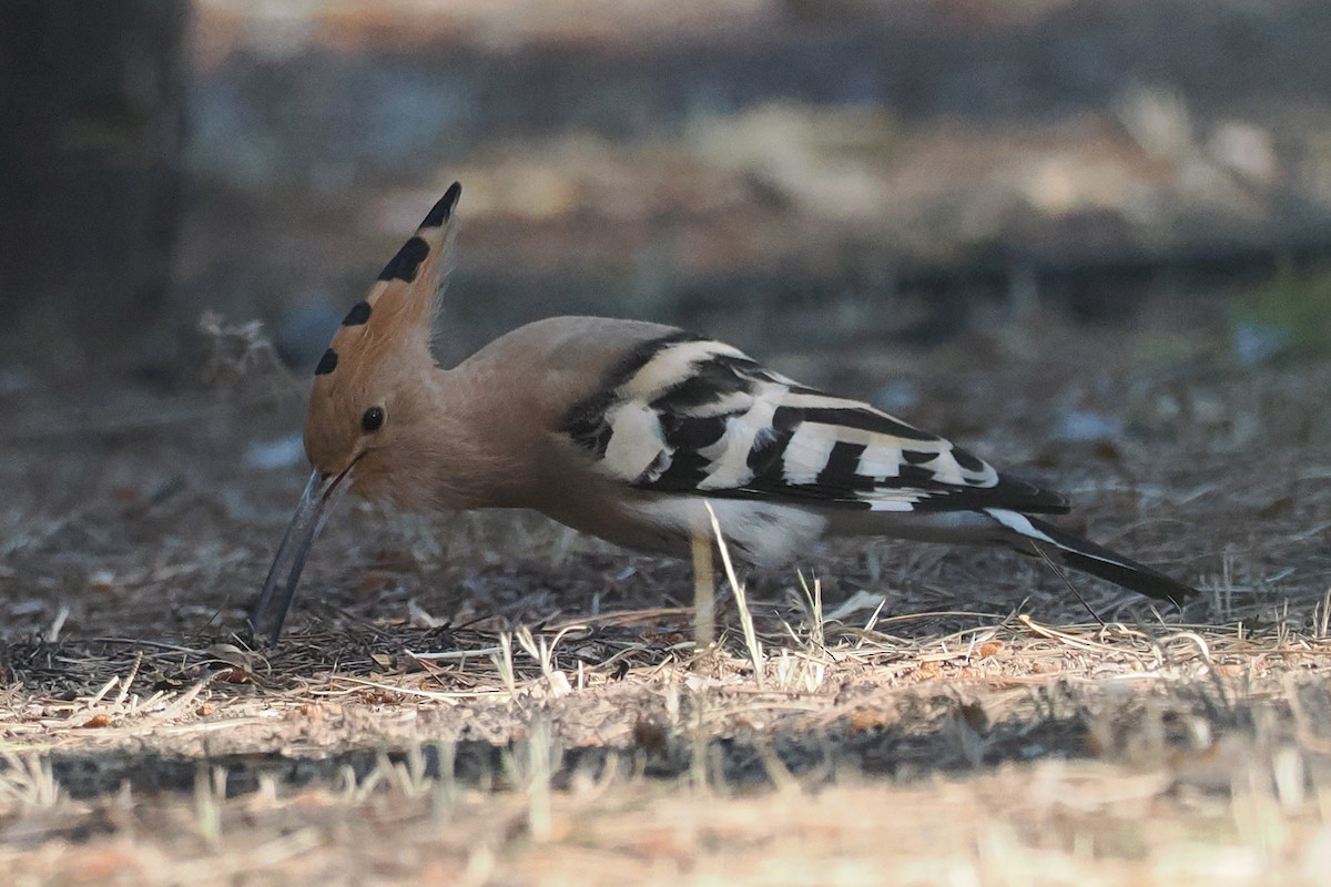 Eurasian Hoopoe - Donna Pomeroy