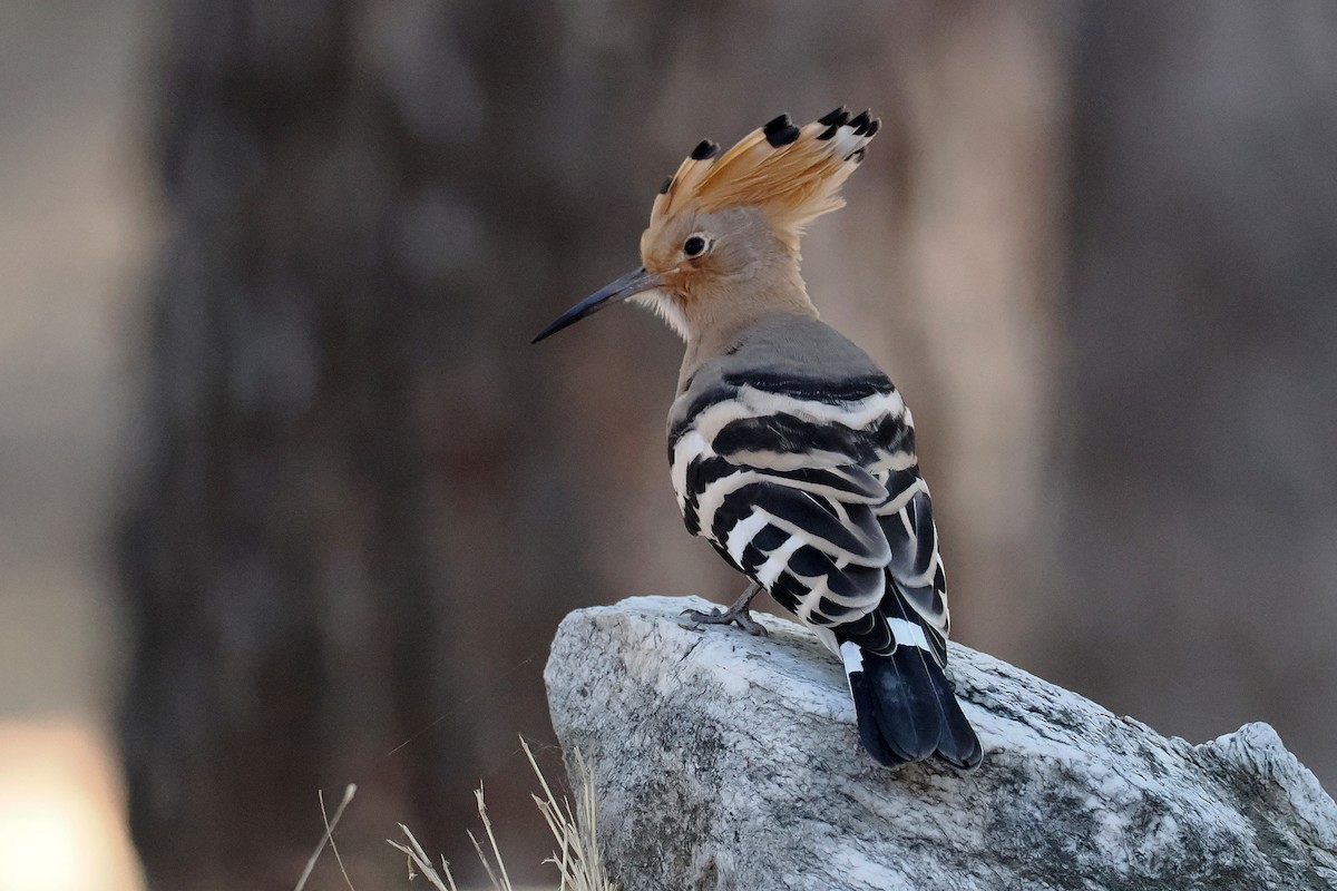 Eurasian Hoopoe - Donna Pomeroy