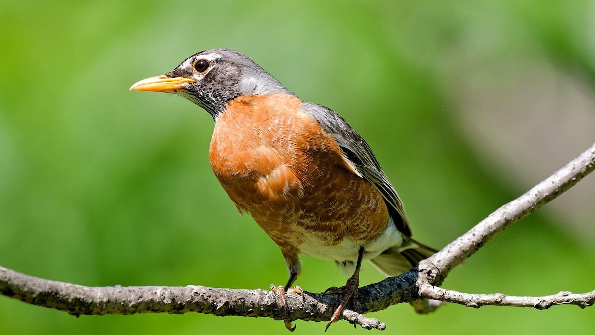 American Robin - Craig Becker