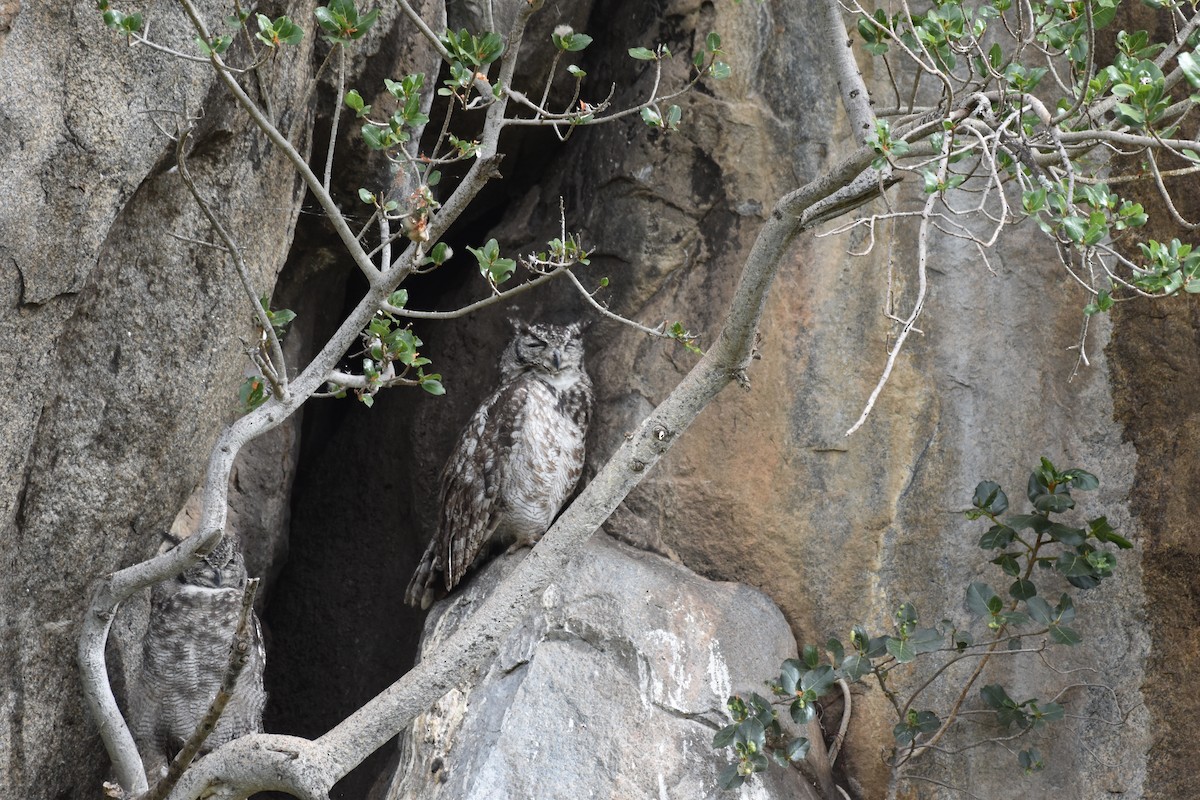 Spotted Eagle-Owl - Chris Kieu