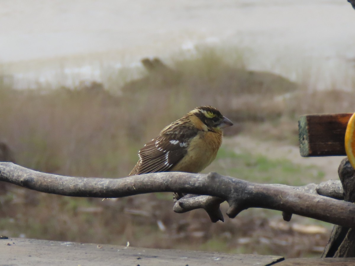 Black-headed Grosbeak - Bob Hargis