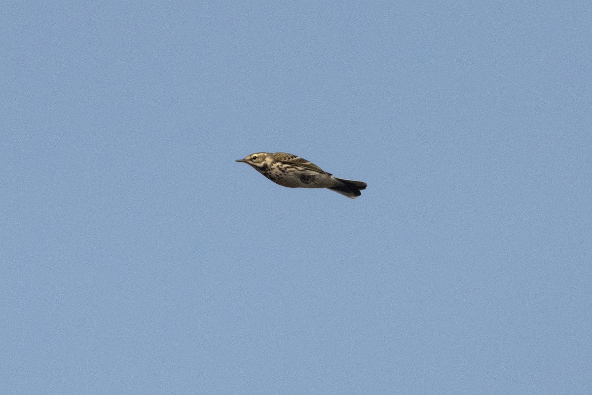 Rosy Pipit - Wachara  Sanguansombat