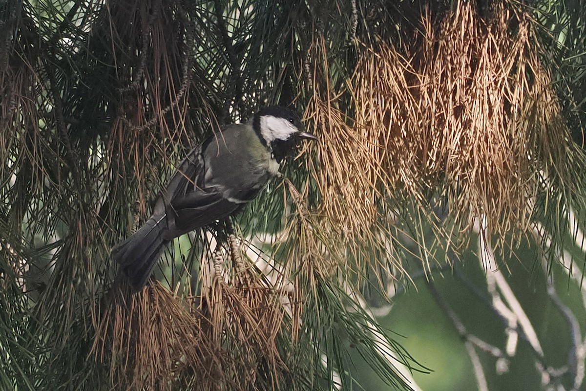 Great Tit - Donna Pomeroy