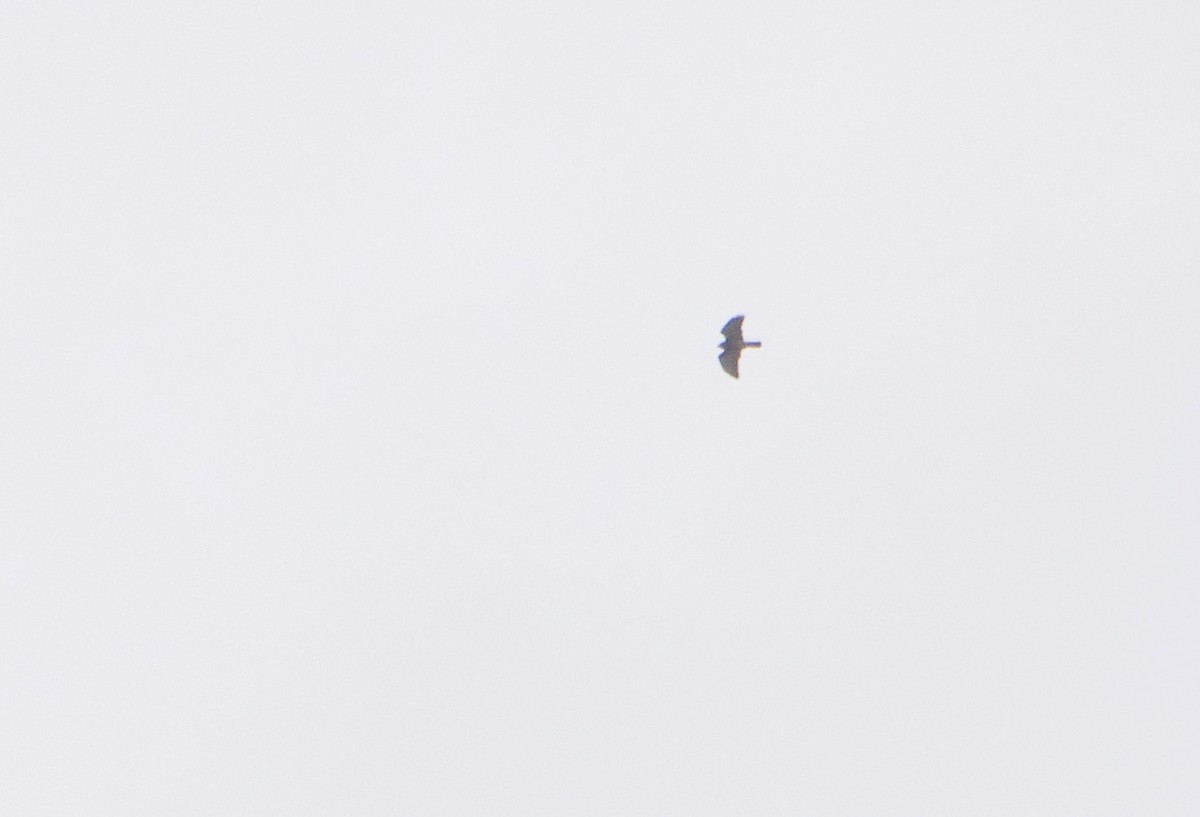 Broad-winged Hawk - Gautam Apte